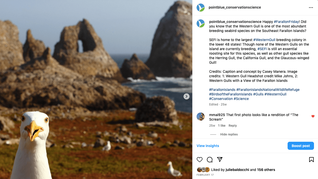 FarallonFriday-Seagull